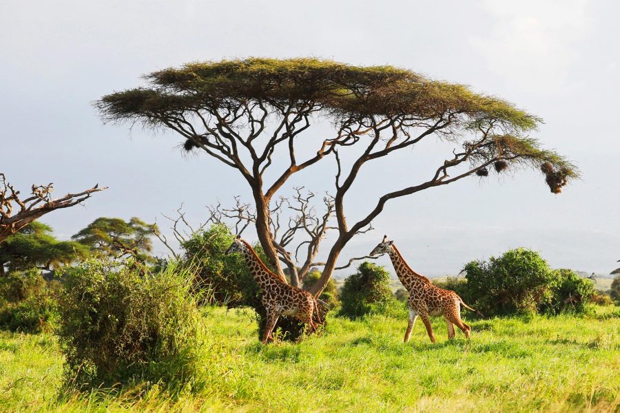 Circuit Safari Kenya