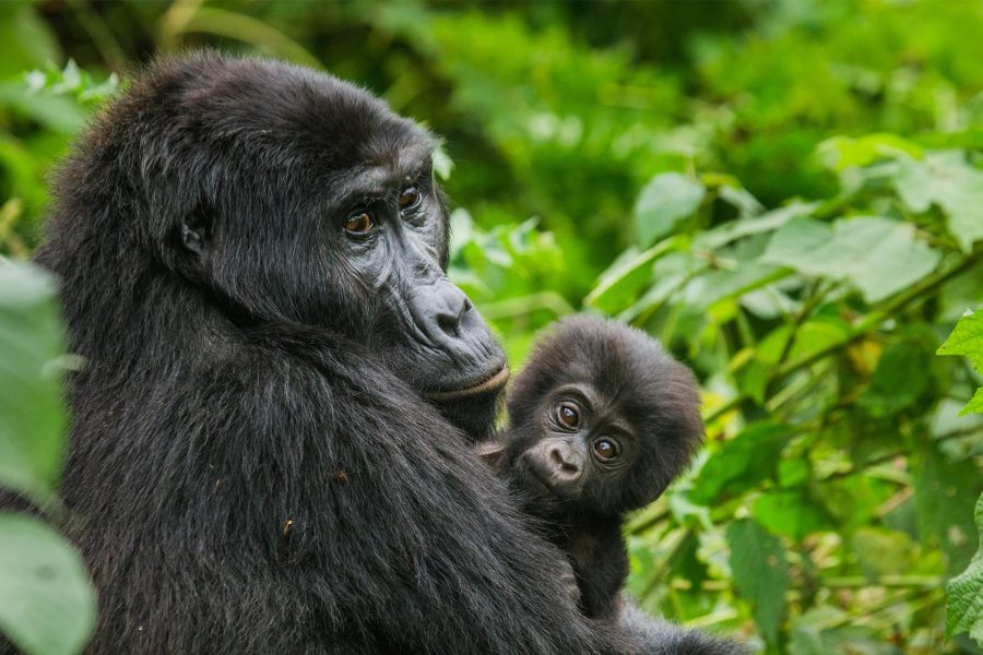 Circuit de grup - Explore Uganda & Rwanda