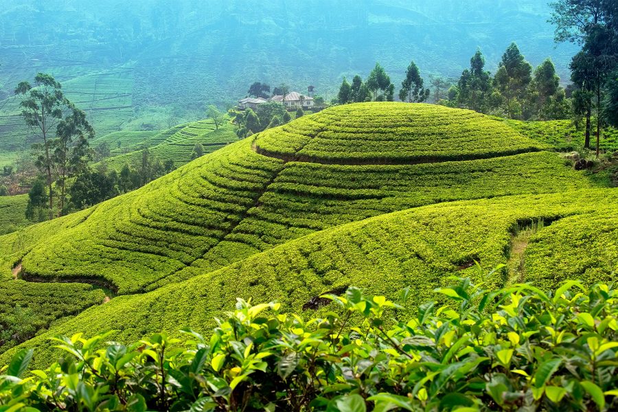 Circuit Sri Lanka & Kerala