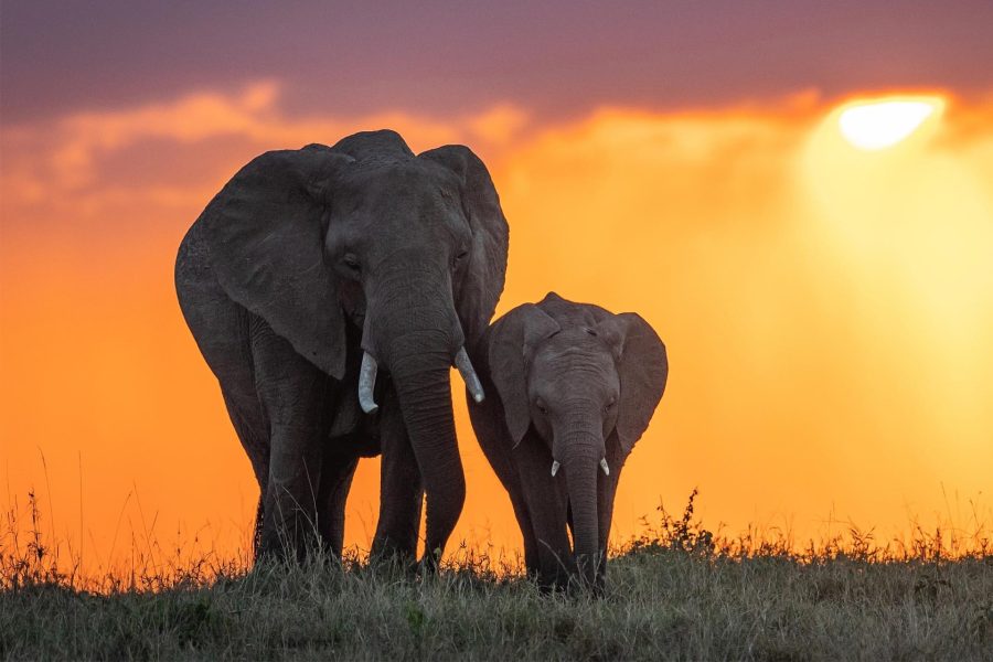 Plaja Zanzibar & safari Saadani