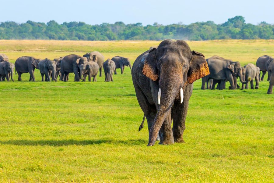 Circuit Sri Lanka & plaja Trincomalee