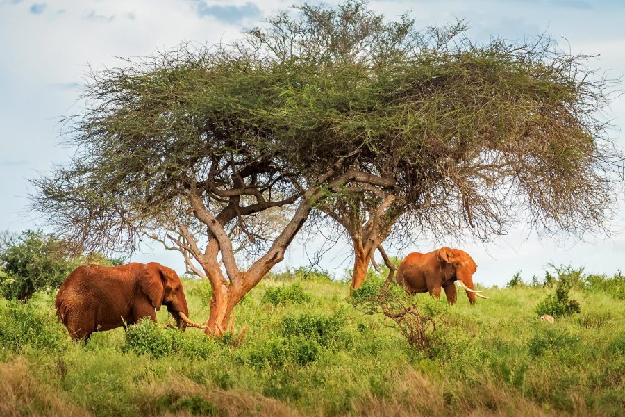 Sejur plaja Malindi si safari Tsavo Est
