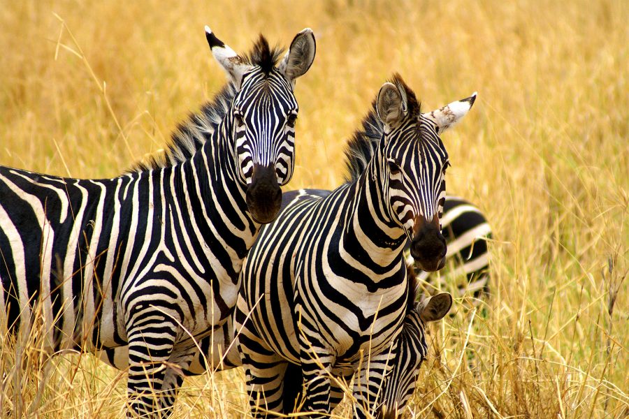 Plaja Zanzibar & safari Saadani - noiembrie 2026