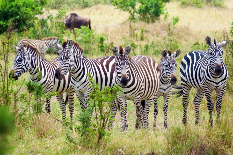 Revelion Circuit de grup - Safari & Plaja Kenya