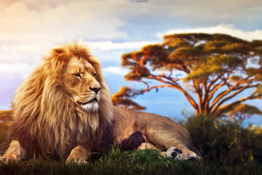 Share a trip Kenya - Safari Tsavo & plaja Diani Beach